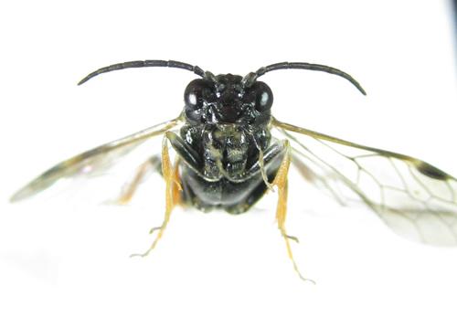 Emphytus cinctus