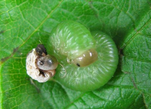 Réf. 220 715 : Taxonus agrorum