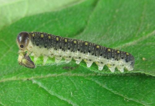 Abia mutica