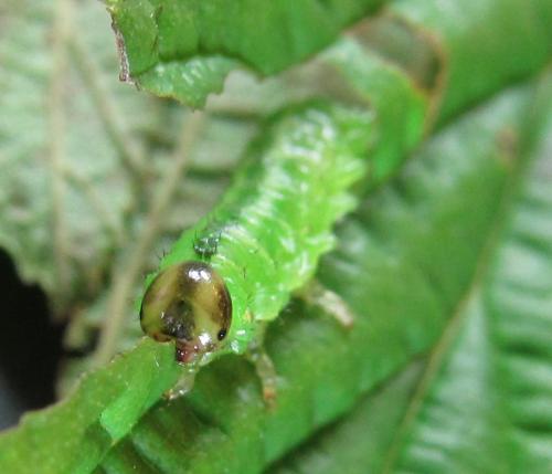 Réf. 220 372 : Arge ciliaris
