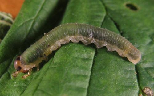 Emphytus calceatus