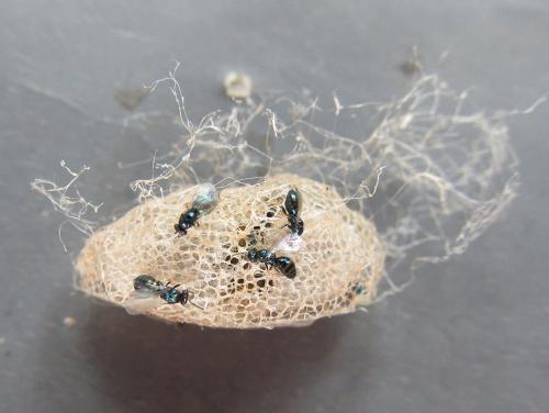 Réf. 220 096 : Arge ustulata