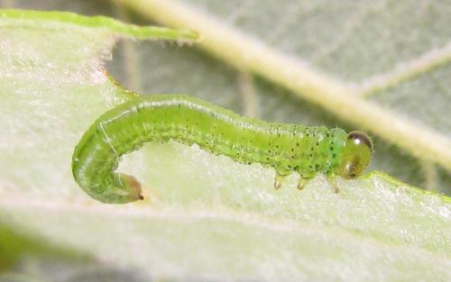 Réf. 220 400 : Euura oligospila