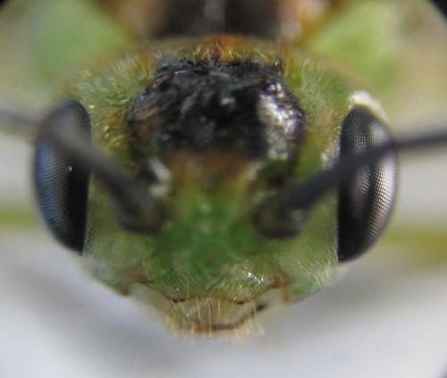 Euura poecilonota