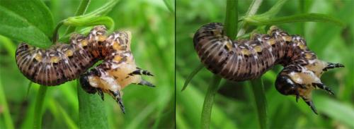 Macrodiprion nemoralis