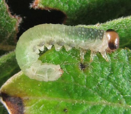 Réf. 220 511 : Euura hypoxantha