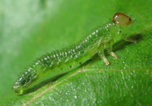 Réf. 220 587 : Arge dimidiata