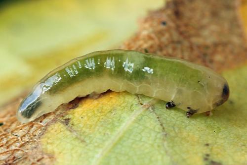 Caliroa annulipes