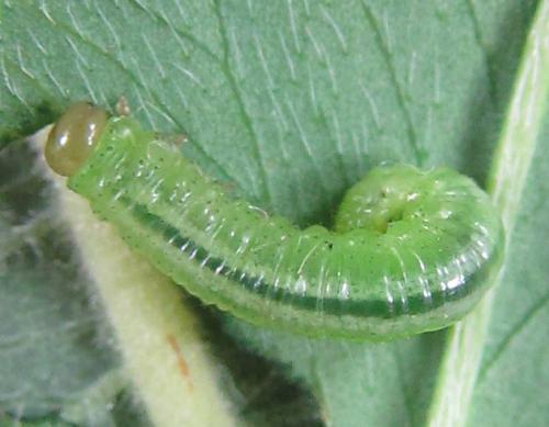 Réf. 220 417 : Euura myosotidis