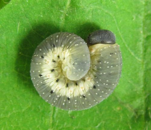 Abia mutica