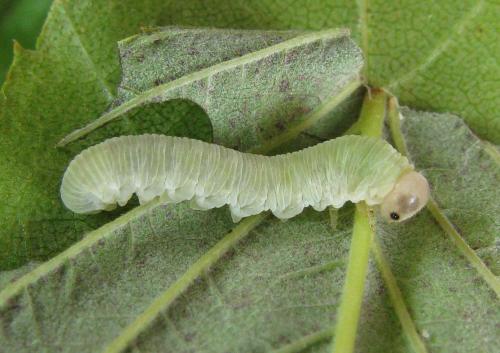 Taxonus agrorum
