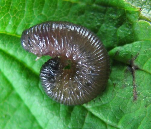 Empria pumila
