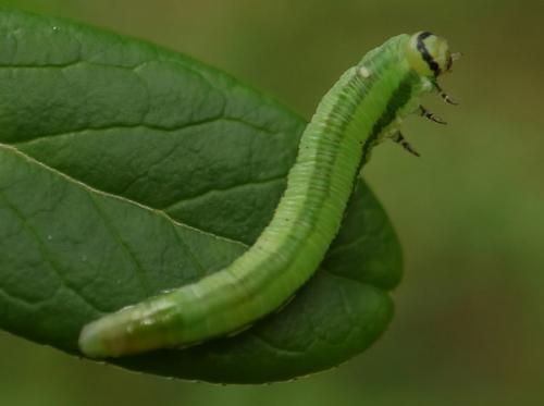 Gilpinia virens