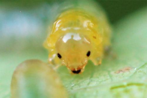 Caliroa varipes