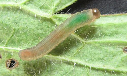 Ametastegia carpini