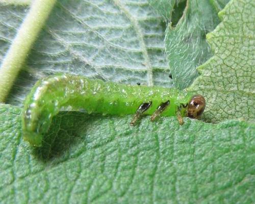 Arge ciliaris