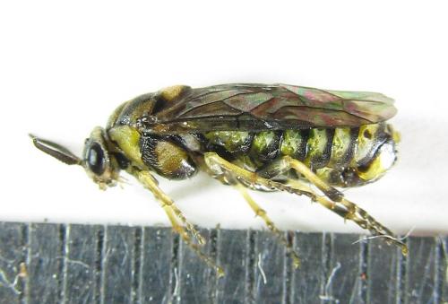 Réf. 220 399 : Gilpinia hercyniae