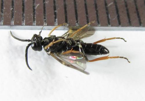 Réf. 220 028 : Emphytus cinctus