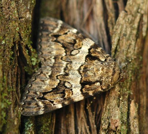 Catocala coniuncta