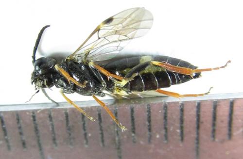 Emphytus cinctus