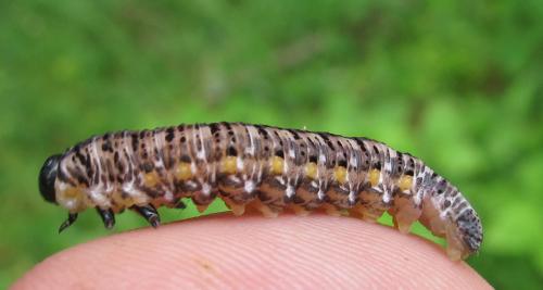 Macrodiprion nemoralis
