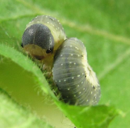 Abia mutica