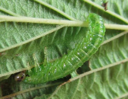 Arge ciliaris
