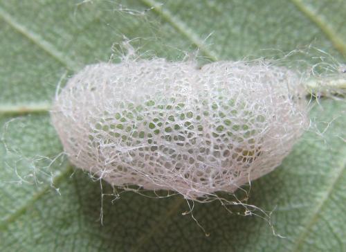 Réf. 220 094 : Arge ustulata