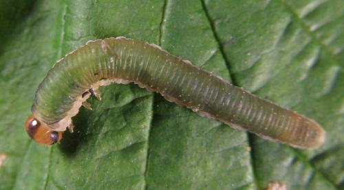 Emphytus calceatus