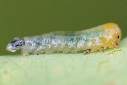 Caliroa varipes