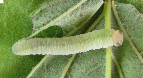 Réf. 220 712 : Taxonus agrorum