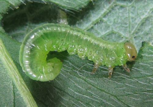 Euura myosotidis