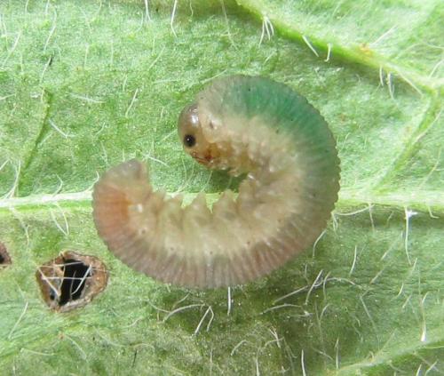 Ametastegia carpini