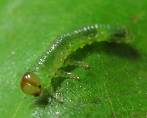 Arge dimidiata
