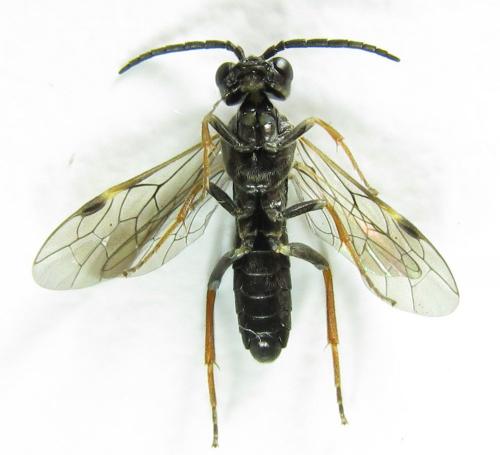 Emphytus cinctus