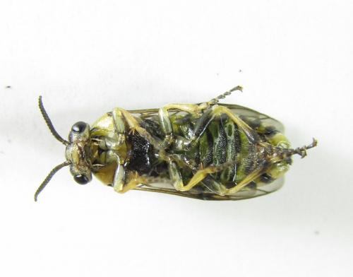 Gilpinia hercyniae