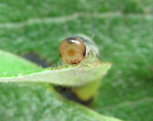 Réf. 220 512 : Euura hypoxantha