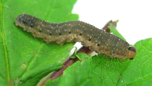Empria pumila