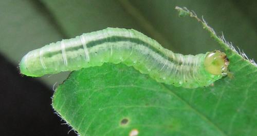 Euura myosotidis