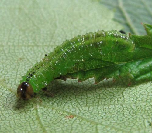 Réf. 220 383 : Arge ciliaris