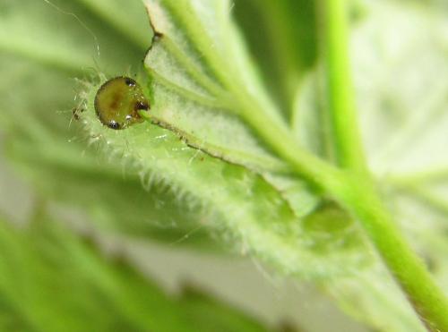 Claremontia alternipes