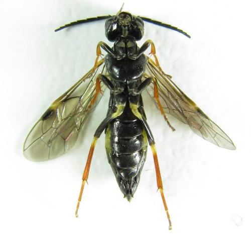 Emphytus cinctus