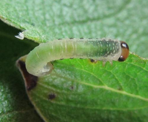 Réf. 220 513 : Euura hypoxantha