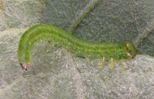 Réf. 220 402 : Euura oligospila