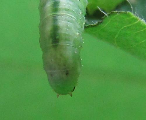 Euura myosotidis
