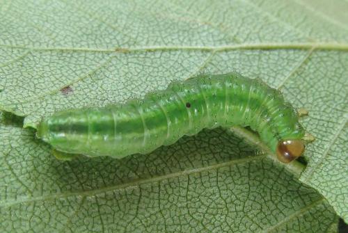 Arge ustulata