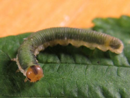 Réf. 220 485 : Emphytus calceatus