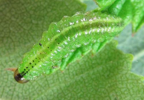 Réf. 220 384 : Arge ciliaris