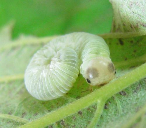 Taxonus agrorum