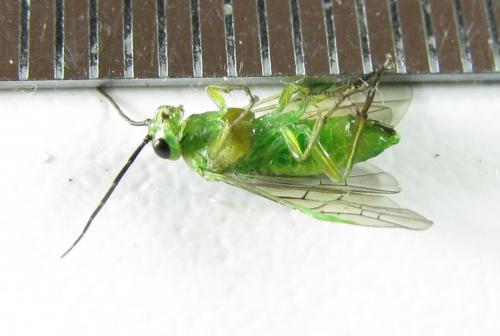 Euura poecilonota